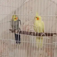 عروس هلندی نر و ماده