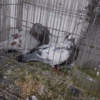 کفتر خوب به شرط