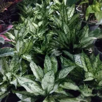 گل شفلر ۱۰۰|گل و گیاه طبیعی|سبزوار, باهنر|دیوار