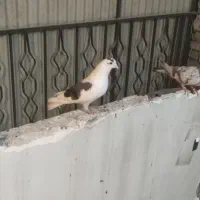 کفتر طلا