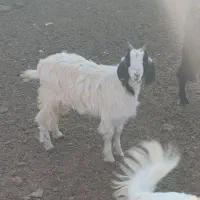 بزغاله ماده