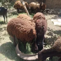 بره بز|حیوانات مزرعه|تایباد, |دیوار