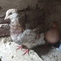 یک جفت ماده زرد نرش سرول دم سفید|پرنده|بروجرد, |دیوار