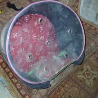 کیف حمل طوطی