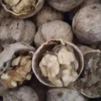 گردو|خوردنی و آشامیدنی|سروآباد, |دیوار