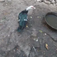 اردک اسرائیلی|حیوانات مزرعه|سمنان, |دیوار