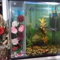 آکواریوم حلالی|ماهی|نسیمشهر, |دیوار