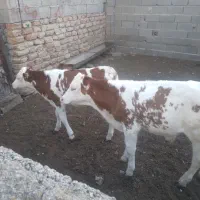 گوساله سیمینتار نر و ماده