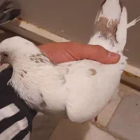 کفتر قلاقی،کله دوم ویک جفت هوایی|پرنده|ملایر, |دیوار