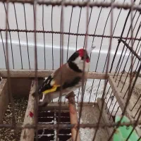 سهره|پرنده|تویسرکان, |دیوار