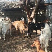 معاوضه با گاو|حیوانات مزرعه|چاه مرید, |دیوار