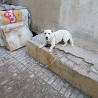 سگ پاپی گوش تیز|سگ|تربتحیدریه, سرمحله|دیوار