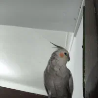 عروس هلندی ماده