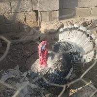 یک عدد بوقلمون به فروش میرسد.|حیوانات مزرعه|شیراز, کیان آباد|دیوار