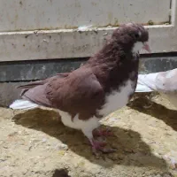 کبوتر شهری سرخ ویال زرد|پرنده|شیراز, شاهجیان|دیوار