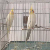 عروس هلندی مولد و قفس هشت خوان