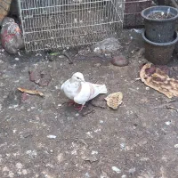 کفتر رنگه جفتگاه