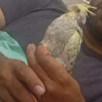 گمشده