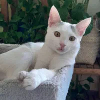 واگذاری بچه گربه