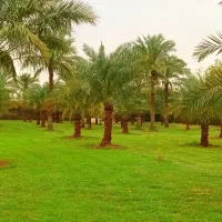 انجام خدمات باغبانی ونخل وگل|خدمات باغبانی و درختکاری|اهواز, کیانپارس |دیوار