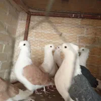 کبوتر طوقی پرشی سینه آیی از کاشان ب شرط پرش رسید|پرنده|اردکان, |دیوار