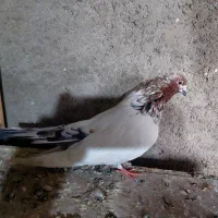 کفتر کله سرخ دمسبز