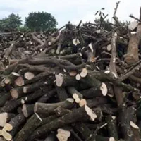 فروش مقداری چوب پرتقال و نارنج