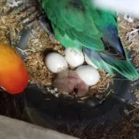 طوطی کوتوله برزیلی رنگ خاص