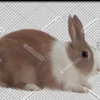 خرگوش قهوی سفید