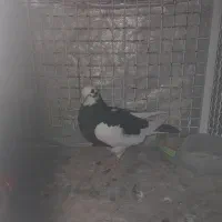 جوانه سره تهرانی|پرنده|کرمانشاه, |دیوار
