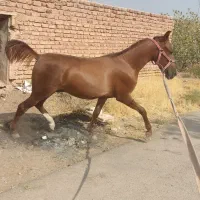 اسب کره نریون شجره دار