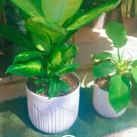 گل فروشی همیشه بهار|گل و گیاه طبیعی|ورامین, ورامین|دیوار