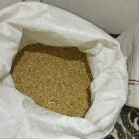 گندوم اومدید
