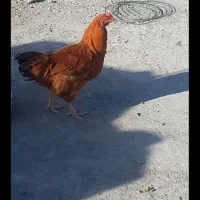 خروس