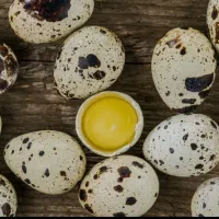 تخم نطفه دار بلدرچین