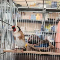 سهره مست مست