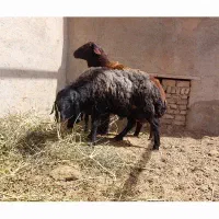 قوچ ۲ساله قره قزل افشار برای اصلاح نژاد دوقلوزا