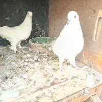 چهار جفت کفتر پرشی تزیینی رواعب جوجه حندقی