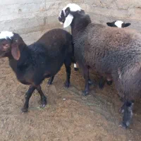 بره نر چاق چاق|حیوانات مزرعه|بسطام, |دیوار