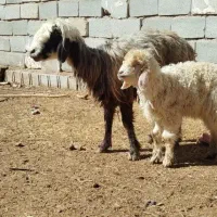 میش با بره نر