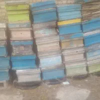 کندو|لوازم جانبی حیوانات|سلیمان, |دیوار