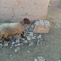 3میش و 3بره و یک عدد بره ماده|عمده‌فروشی|خواف, |دیوار