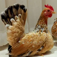 مرغ جاپنیز اصل کف خواب
