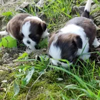 خوشگلهای سوپر فلت|سگ|رشت, پسیخان|دیوار