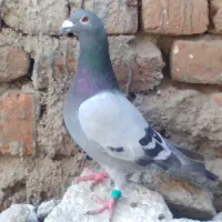 کبوتر۶تاپلاکی جفت جفت جمع کلش۲میلیون