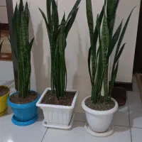 گل وگلدان آپارتمانی|گل و گیاه طبیعی|گرمدره, |دیوار