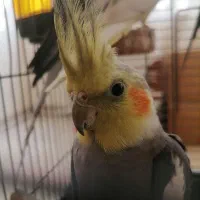 عروس هلندی 2ساله بالغ نر سینامون|پرنده|تهران, اختیاریه|دیوار