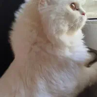 گربه پرشین ماده