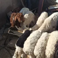 بره و کره فروشی|حیوانات مزرعه|جزنیک, |دیوار