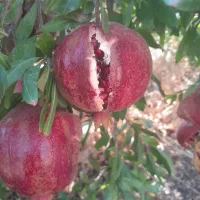 انار واندر فول